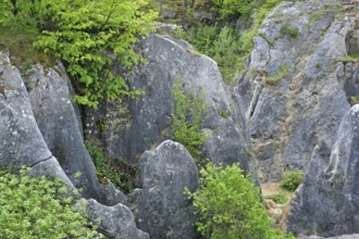 Eroded rocks of a gorge in the Fondry des Chiens nature reserve, a sinkhole near Nismes in