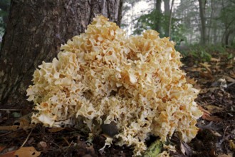 Wood cauliflower fungus (Wood Cauliflower crispa), Fat hen, Mushroom, Cauliflower fungus