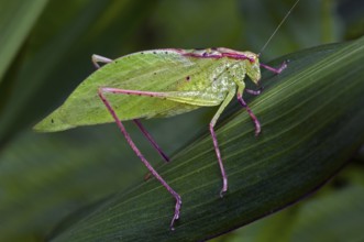 Orophus tesselatus, Other animals, Insects, Animals, Leaf-mimic katydid (Orophus tesselatus) on