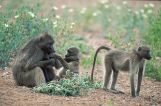 Chacma baboon (Papio ursinus), female with young, Kruger National Park, South Africa, Africa