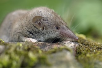 Greater white toothed shrew (Crocidura russula), Shrew, Germany, Europe