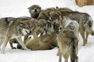 Gray wolves (Canis lupus), social behaviour