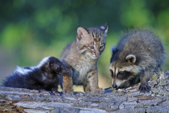 Bobcat (Lynx rufus), Raccoon (Procyon lotor) and skunk, kitten (Felis rufa), raccoon, Striped skunk