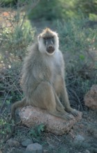 Yellow Baboon (Papio cynocephalus), Amboseli national park, Kenya, Africa