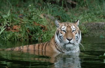 Bengal bengal tiger (Panthera tigris tigris)