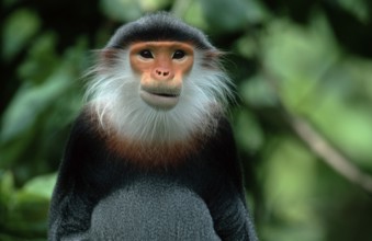 Red-shanked Douc (Pygathrix nemaeus) Langur