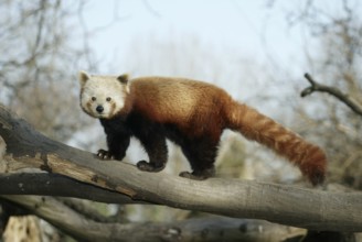 Red panda (Ailurus fulgens), cat bear, lateral view