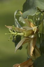 Passion Vine (Passiflora aurantia) Flower, blossom