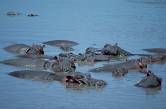 Hippo (Hippopotamus amphibius), Serengeti National Park, Tanzania, Africa