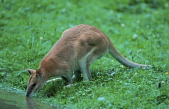 Agile Wallaby (Macropus agilis), side