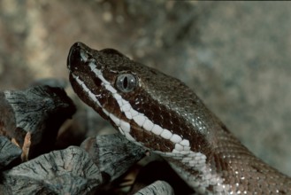 Arizona Ridge-nosed Rattlesnake, Arizona, USA (Crotalus willardi willardi), poisonous