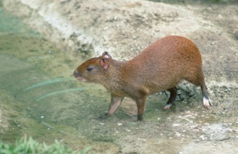 Central American (Agouti) (Dasyprocta punctatus)