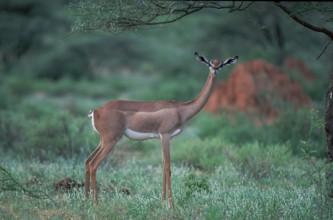 Gerenuk (Litocranius walleri), female, Samburu Game Reserve, Kenya, Africa