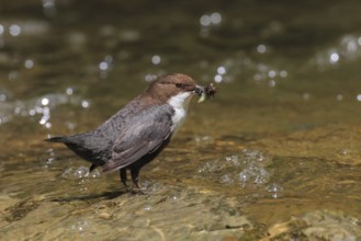 White-breasted dipper ( Cinclus cinclus) Zürcher Oberland, Switzerland, Europe