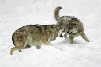 Gray wolves (Canis lupus), dominance behaviour