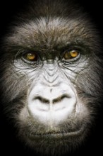 Close up of the face of a Silverback Mountain Gorilla (Gorilla beringei beringei), from the Susa