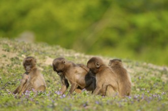 Djeladas (Theropithecus gelada) young, blood-breasted baboon