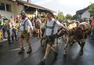 16. 09. 2022. Almabtrieb, cattle seperation in Thalkirchdorf, Markt Oberstaufen, Allgäu, Bavaria,