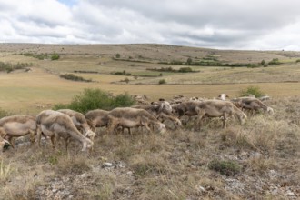 Herd of sheep in a large pasture on the causse mejean in the cevennes. Aveyron, France, Europe