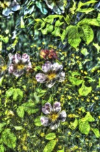 Dog rose (Rosa canina), dog rose, dog rose, heather rose, hagrose, oil painting-like photograph,