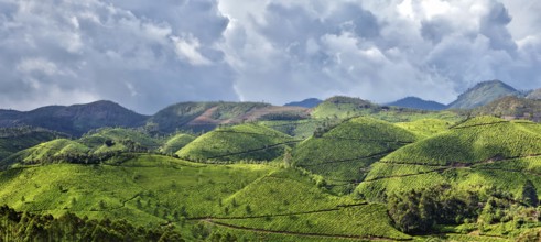 Kerala India travel background, panorama green tea plantations in Munnar with low clouds, Kerala,