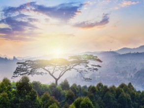 Lonely tree on sunrise in hills. Kerala, India. With lens flare