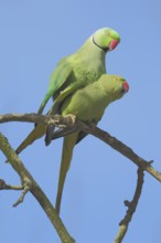 Two collared parakeet (Psittacula krameri), copulation, male, female, parakeet, parrot, Luisenpark,