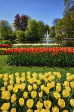 Blooming tulips flowerbeds in Keukenhof flower garden, also known as the Garden of Europe, one of