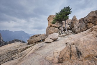 Rock with pine trees in cloudy weather. Seoraksan National Park, South Korea, Asia