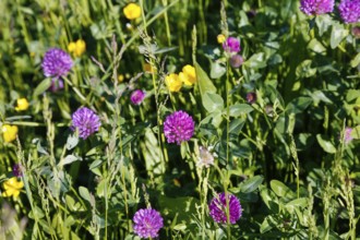 Clover (Trifolium), wildflower meadow with yellow and purple flowers, green grass,