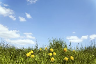 Meadow with dandelions against a blue sky, Rhineland-Palatinate, Germany, Europe