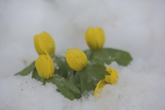 Four Southern European winter aconite (Eranthis hyemalis) in the snow, winter, Luisenpark,