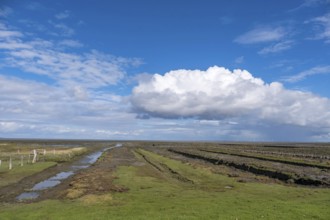 Landscape with dikes and drainage ditches, dike foreland, salt marshes, Föhr, North Frisian Island,