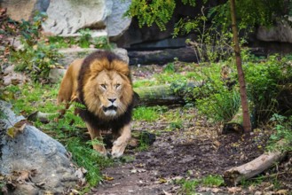 African Lion (Panthera Leo) in jungle forest