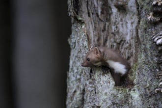 Beech marten (Martes foina), Bitburg, Rhineland-Palatinate, Germany, Europe