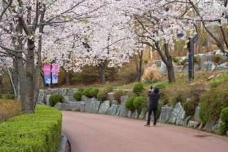 SEOUL, SOUTH KOREA, APRIL 7, 2017: Man taking mobile photos of blooming sakura cherry blossom alley