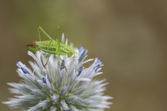 Female common plumage cricket (Isophya krausii) at globe thistle defecating, plumage cricket,