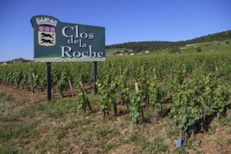 Sign at a vineyard on the Route des Grand-Crus, Route of Fine Wines, Clos de la Roche,