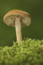 Ringless ringless honey fungus (Armillaria tabescens), moss, emthal, Eppstein, Taunus, Hesse,