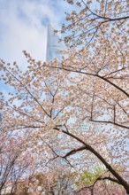 Blooming sakura cherry blossom branch with skyscraper building in background in spring, Seoul,