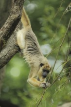 Black howler (Alouatta caraya), female, adult, climbing, upside down, down, hanging, captive