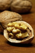 Opened walnut ( Juglans regia)