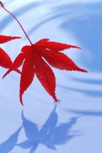 Leaves, Downy Japanese Maple (Acer japonicum) sycamore