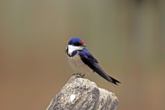 White-throated Swallow, South Afrika (Hirunda albigularis)