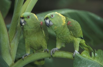 Yellow-naped Amazon, pair (Amazona ochrocephala auropalliata), Honduras, Central America