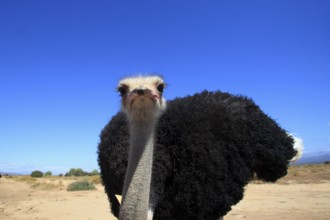 South african ostrich (Struthio camelus australis), male, Oudtshoorn, Klein Karoo, South Africa,