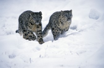 Snow leopard, pair (Panthera unica) (Unica unica)