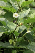 Chinese (Physalis alkekengi) Lanterns (Physalis franchetii)