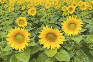 Sunflower (Helianthus annuus) Sunlight, blossom, summer feeling, blossoming sunflower field, Middle