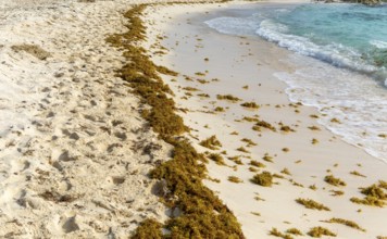 (Sargassum) seaweed washed up on sandy beach, Isla Mujeres, Caribbean Coast, Cancun, Quintana Roo,